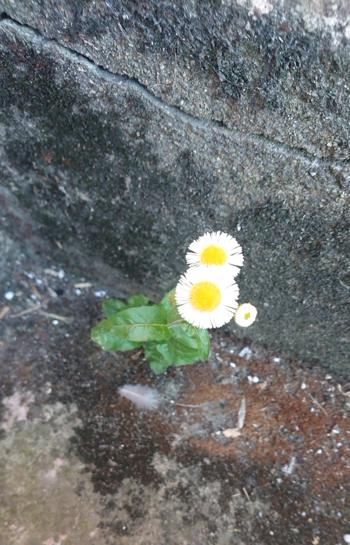 石缝里的一年蓬你见过吗