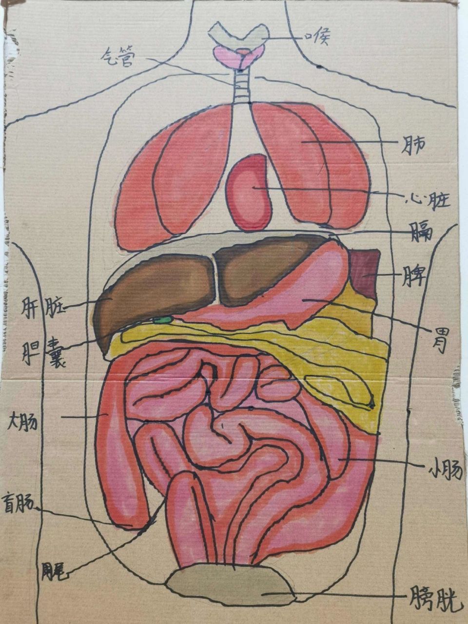 胆和胃的位置图片图片