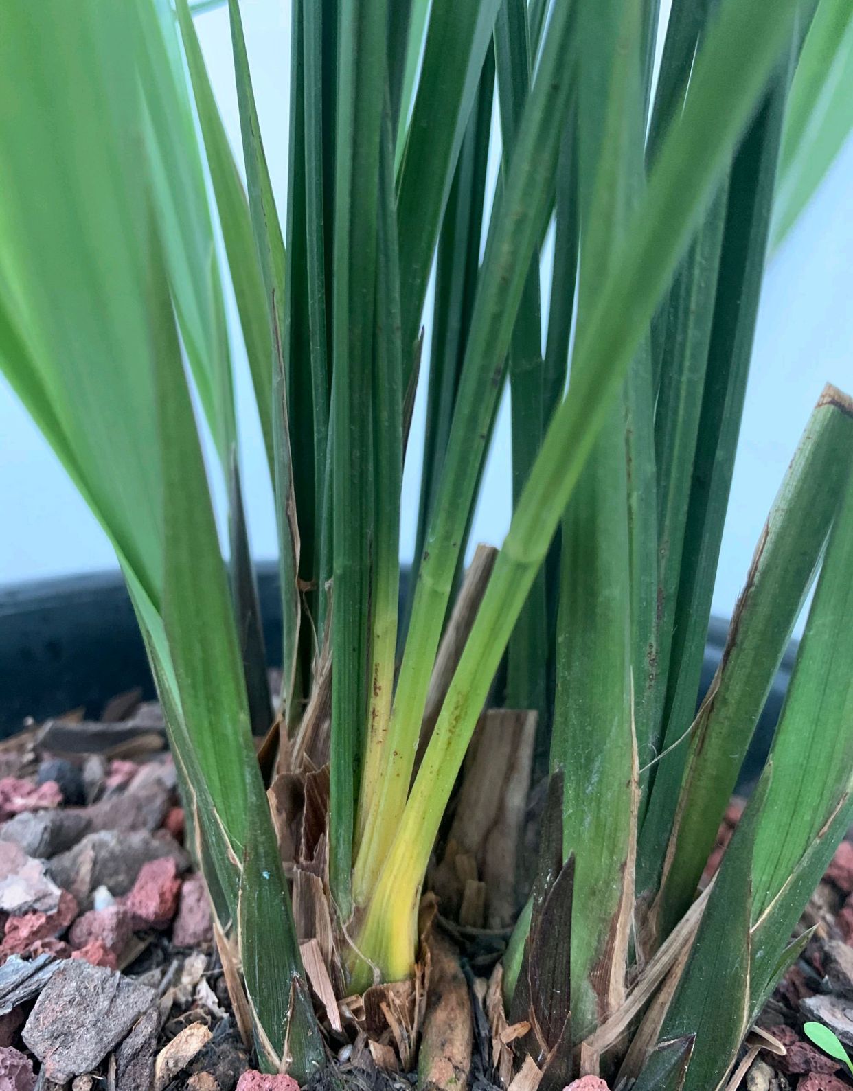 兰花的老芦头开始发黄,叶子上部还是绿色,是退草还是腐苗?