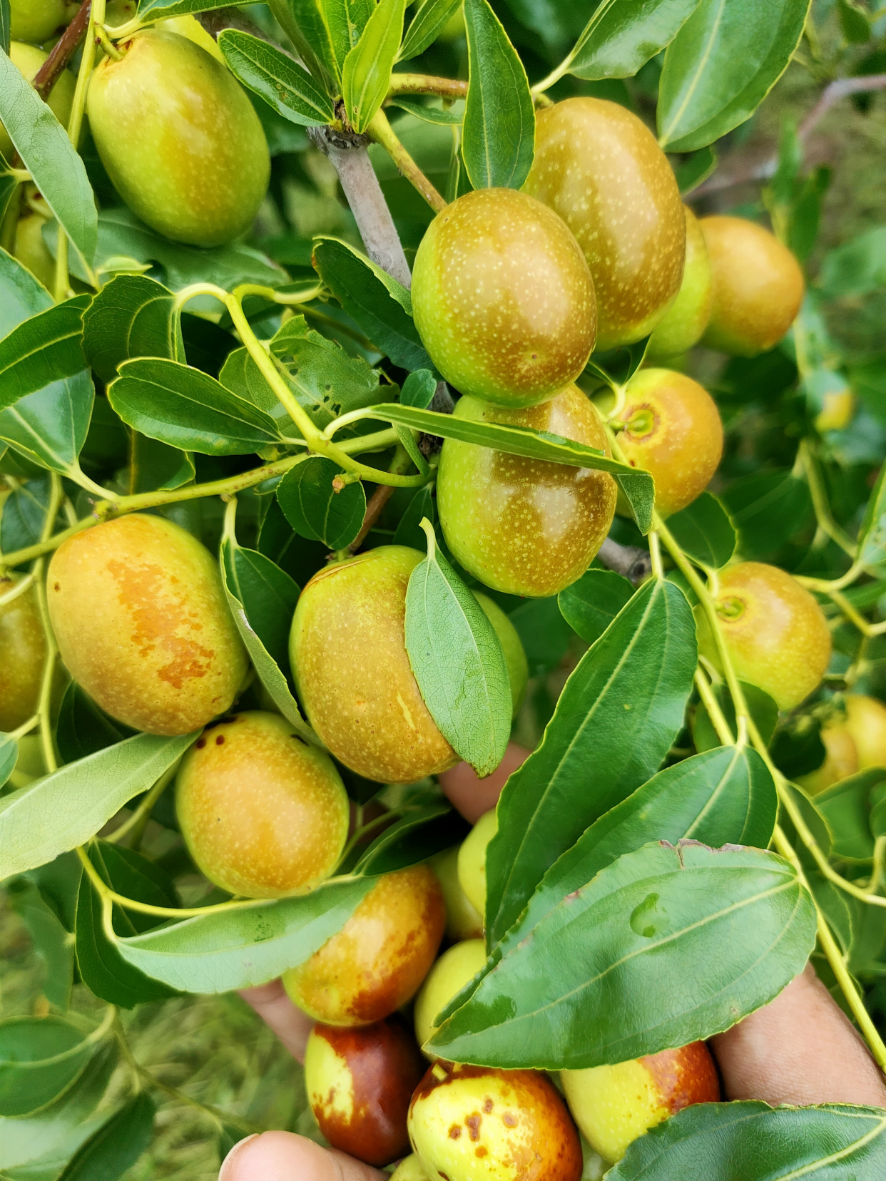 2021辽宁北票上园金丝枣