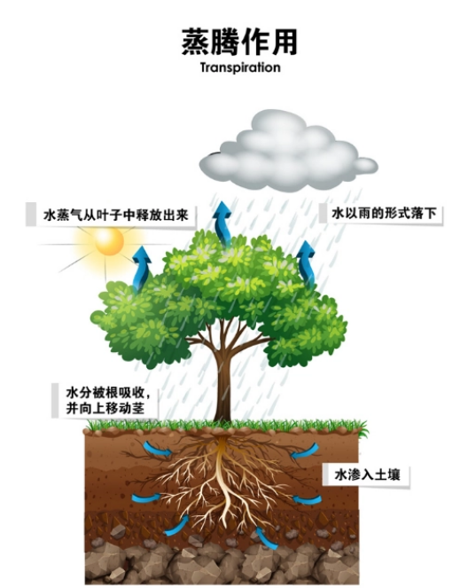蒸腾作用的公式