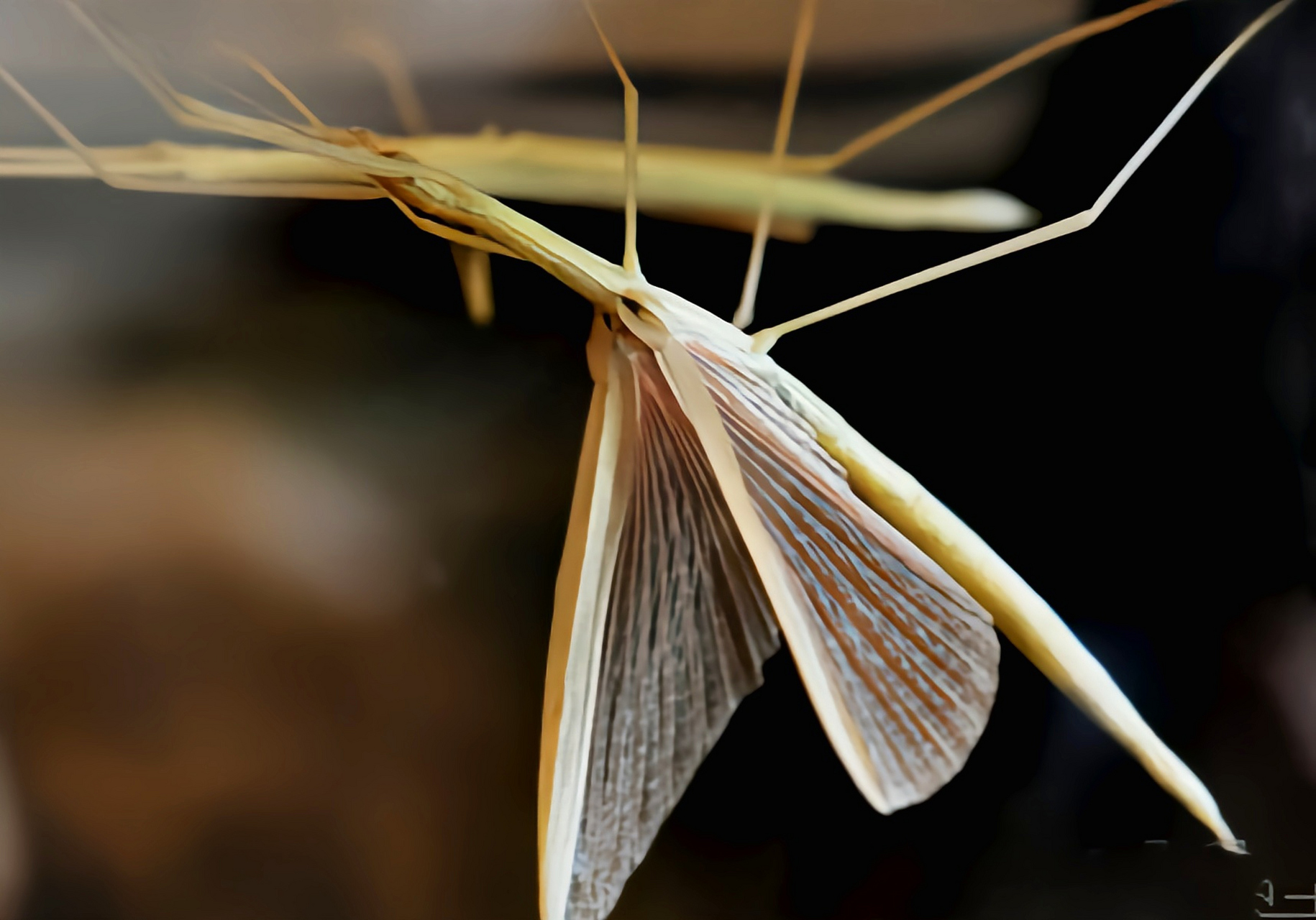 每天认识一种昆虫——棉杆竹节虫 棉杆竹节虫原产于我国浙江,河南