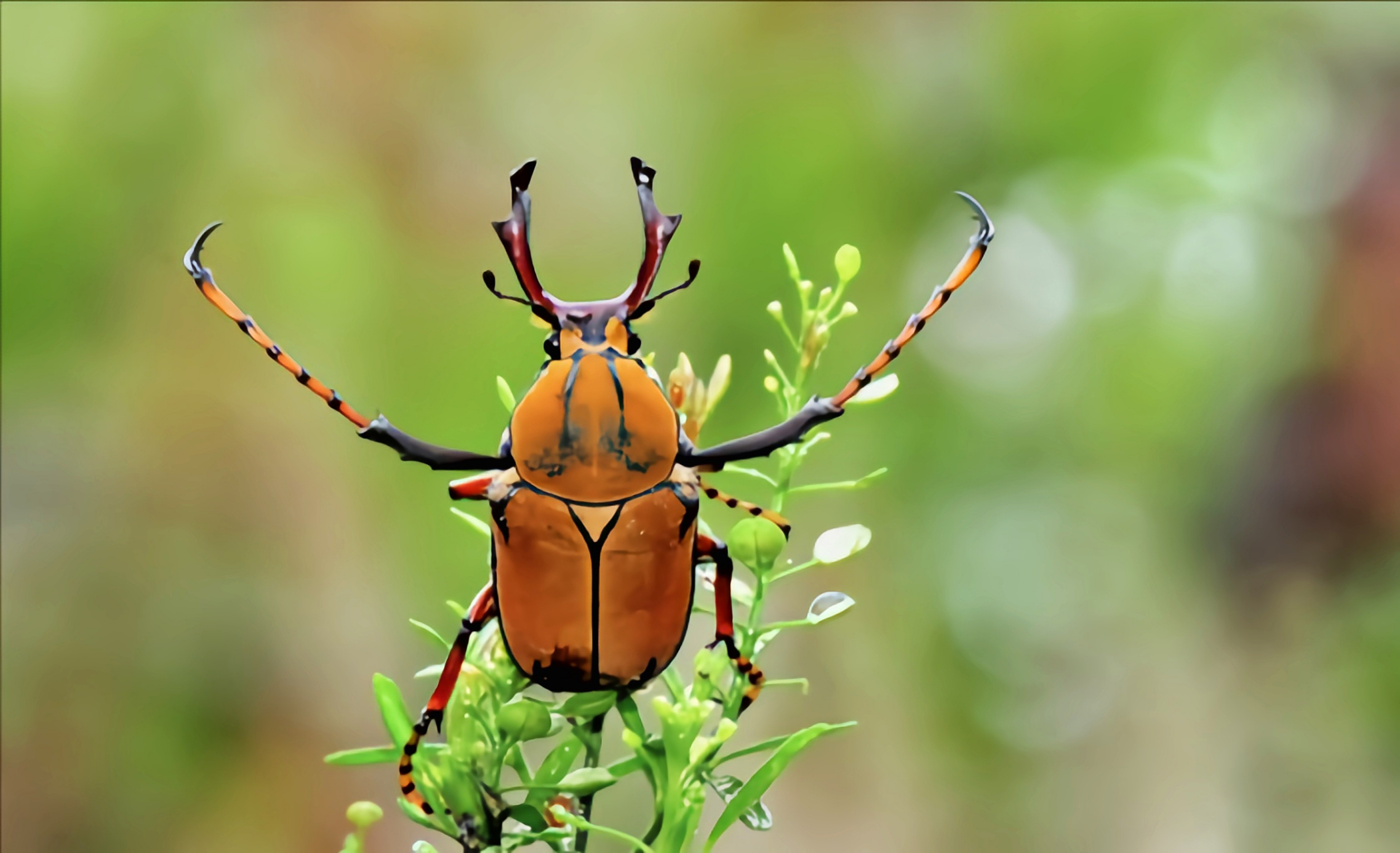 成虫取食果梨,板栗,栋,松