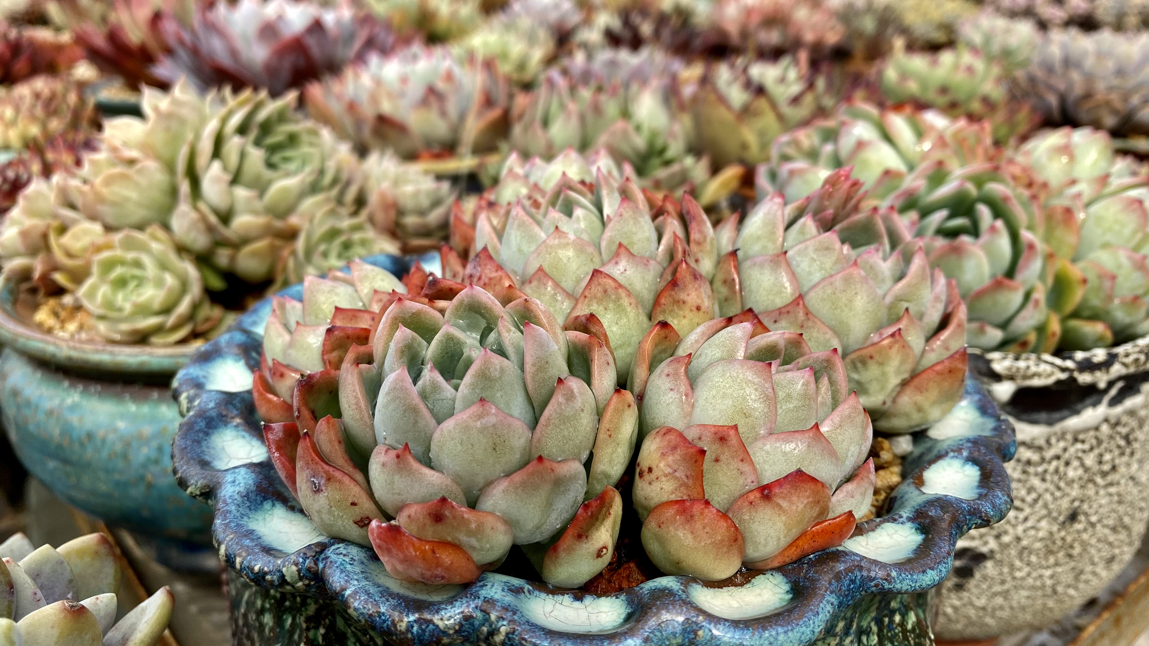 这四种多肉相似,都说莎莎女王和水莲是一个品种,看看像吗?