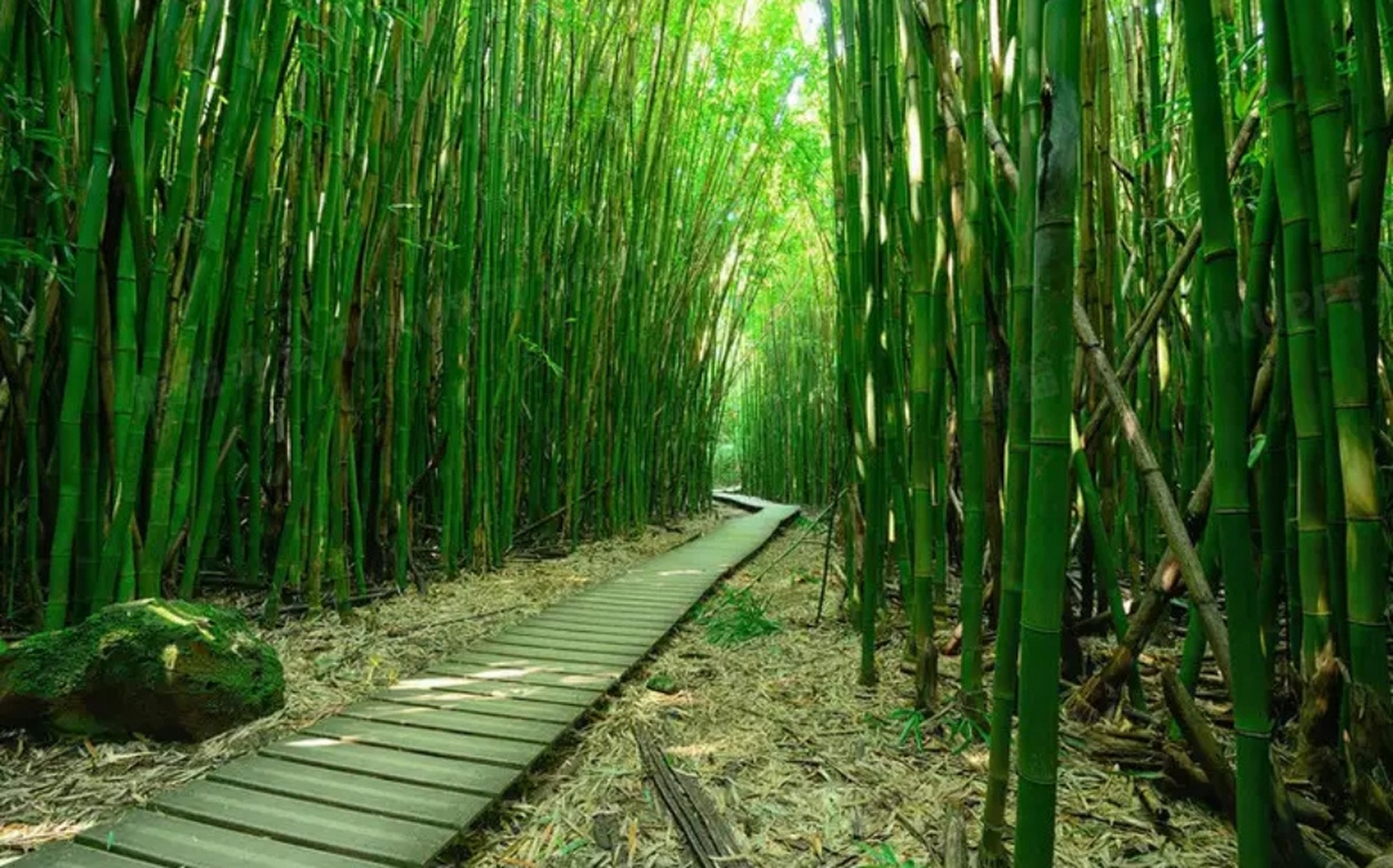 大家好,我是2090年的穿越者,有什么不懂的可以问