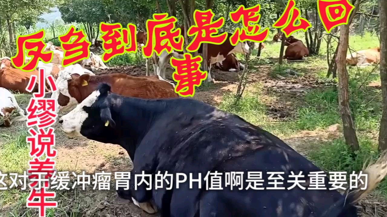 了解牛的消化系统解剖学和生理学,明白反刍到底是怎么回事?