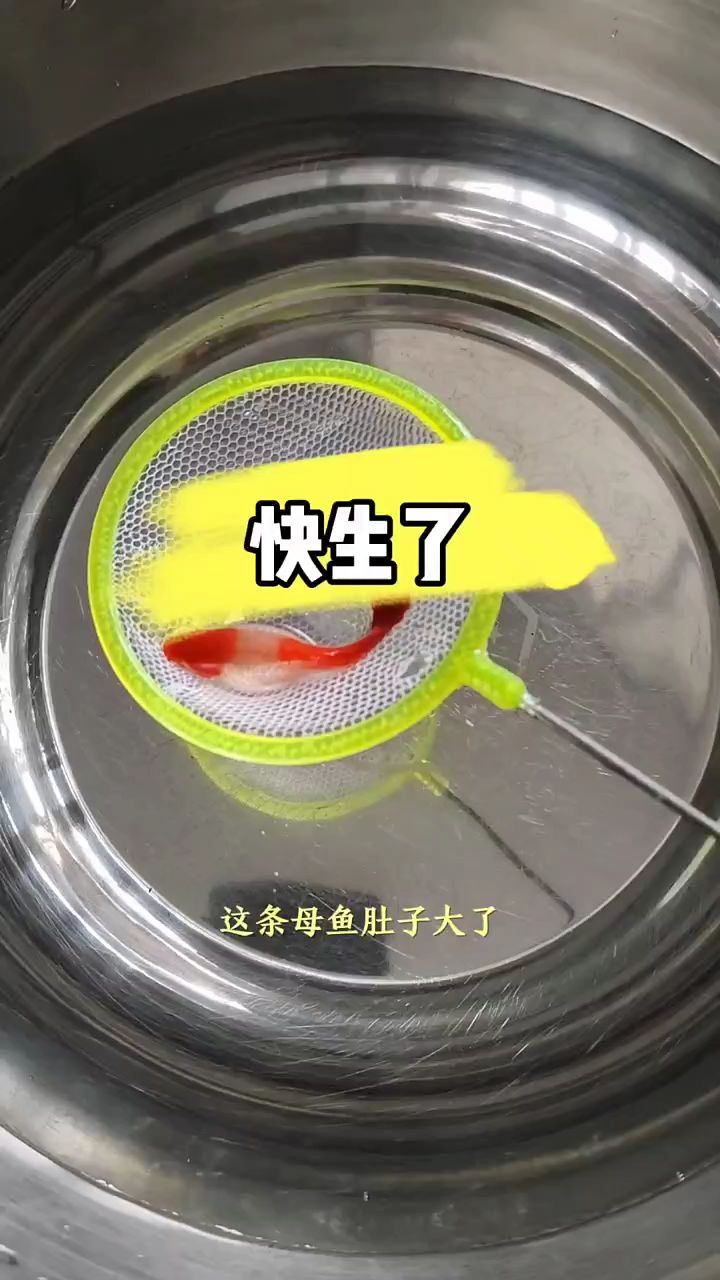 孔雀鱼生小鱼前兆最准图片