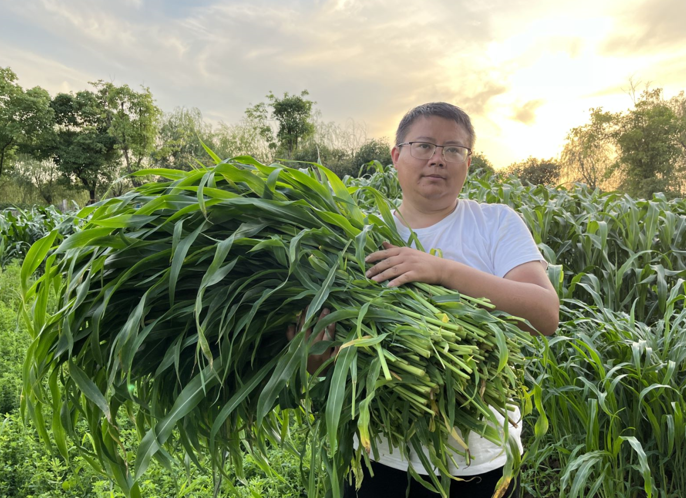 夏季养殖首选墨西哥玉米草,耐高温,亩产40吨,可饲喂所有动物