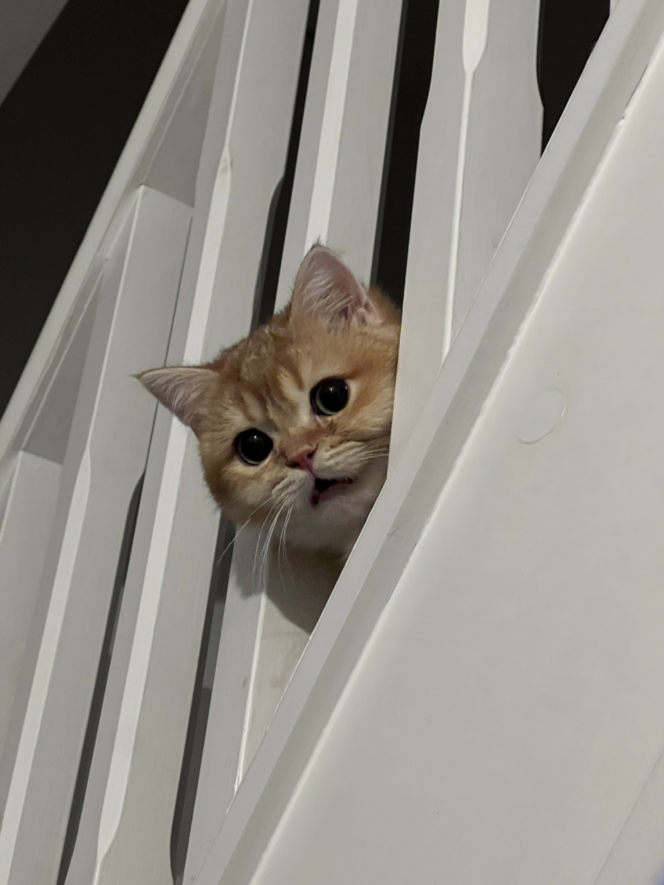 这是谁呀,在这探头探脑的![大笑]#猫咪# #萌宠