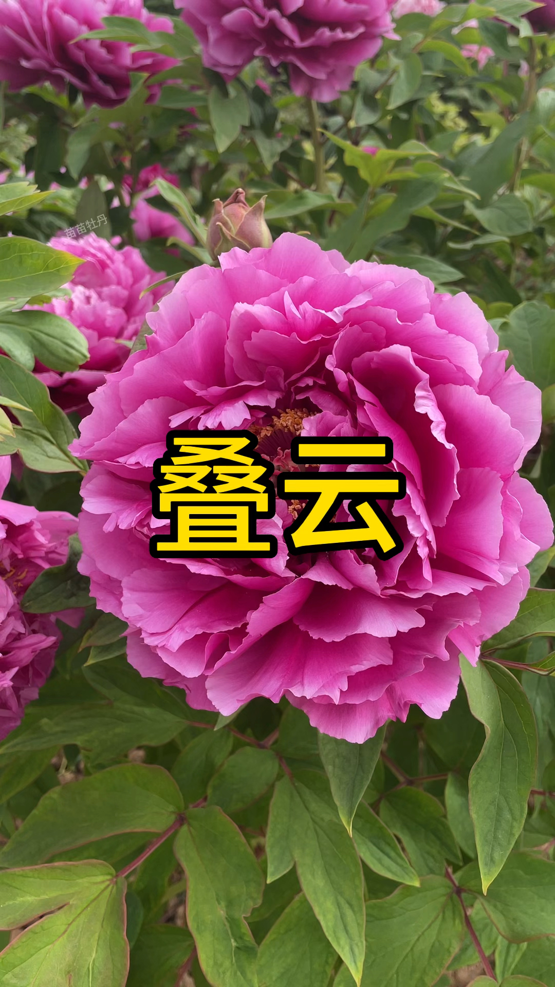 牡丹品种:叠云,国色天香牡丹花