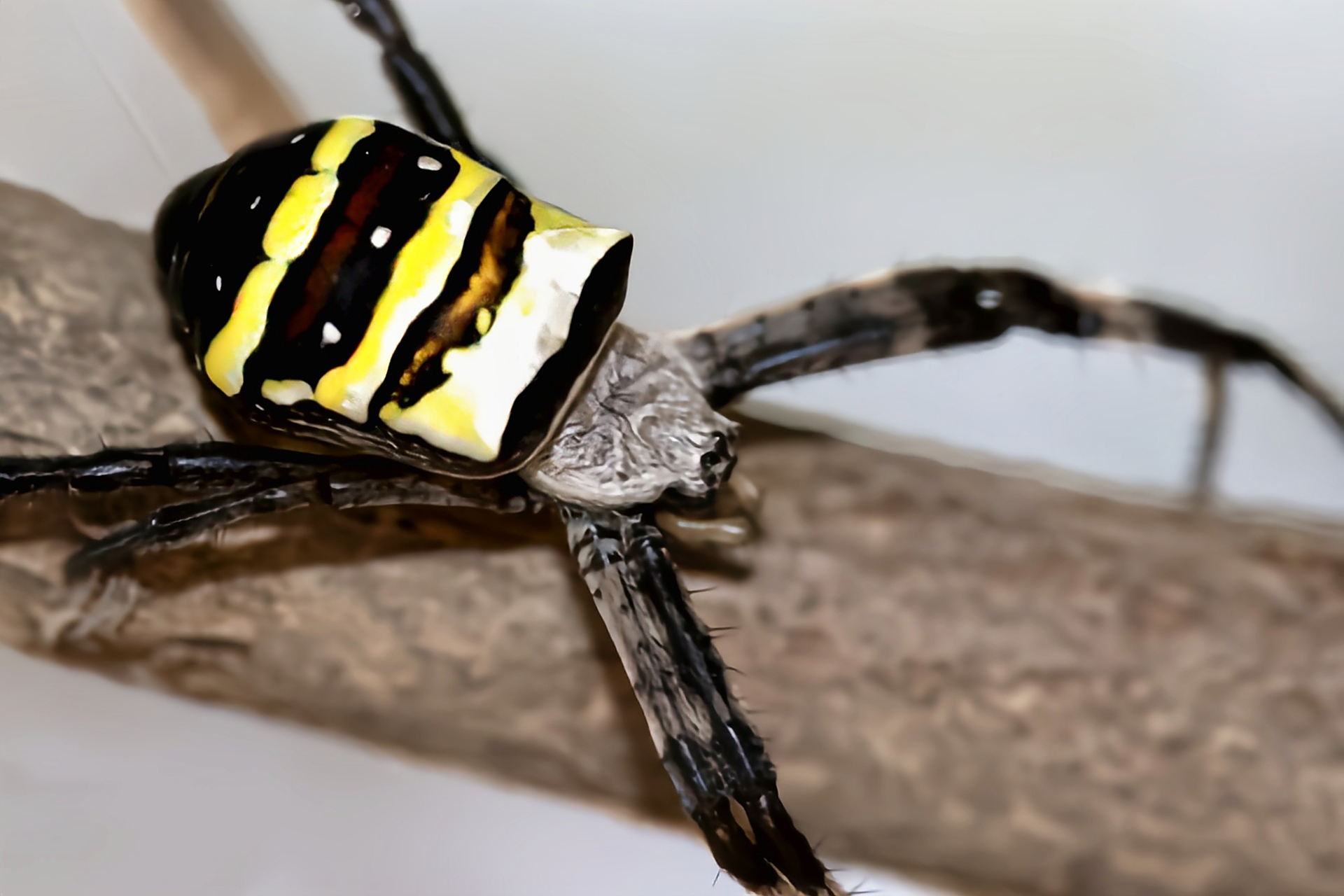 每天认识一种动物——悦目金蛛  悦目金蛛是最常见的蜘蛛品种之一