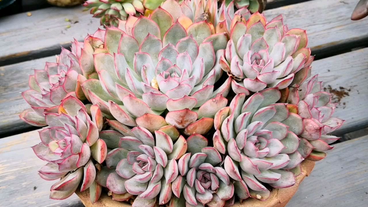 不是出水芙蓉却美过它的多肉荷花,可以一直美下去!