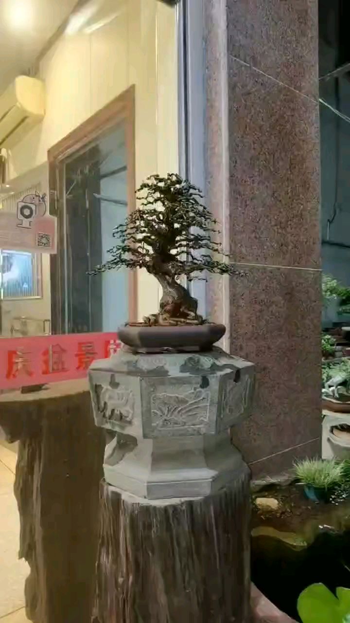 金豆,这样的盆景大家都会喜欢吧