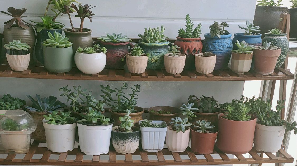 网友一直嫌弃我阳台的多肉摆放太乱了,让我买架子,来看看架子吧