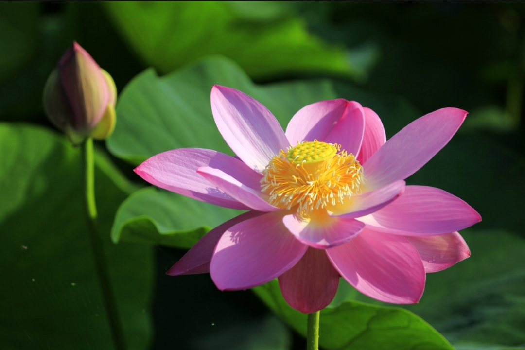 与世无争的宁静,荷花给人们的心灵治愈