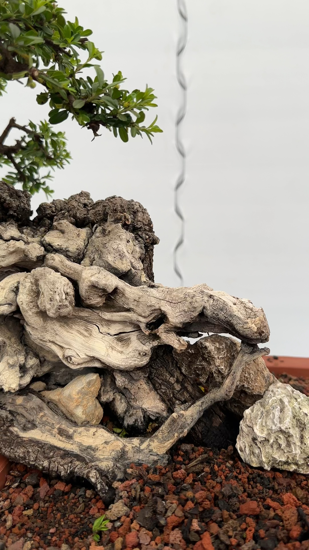 清香木盆景分享