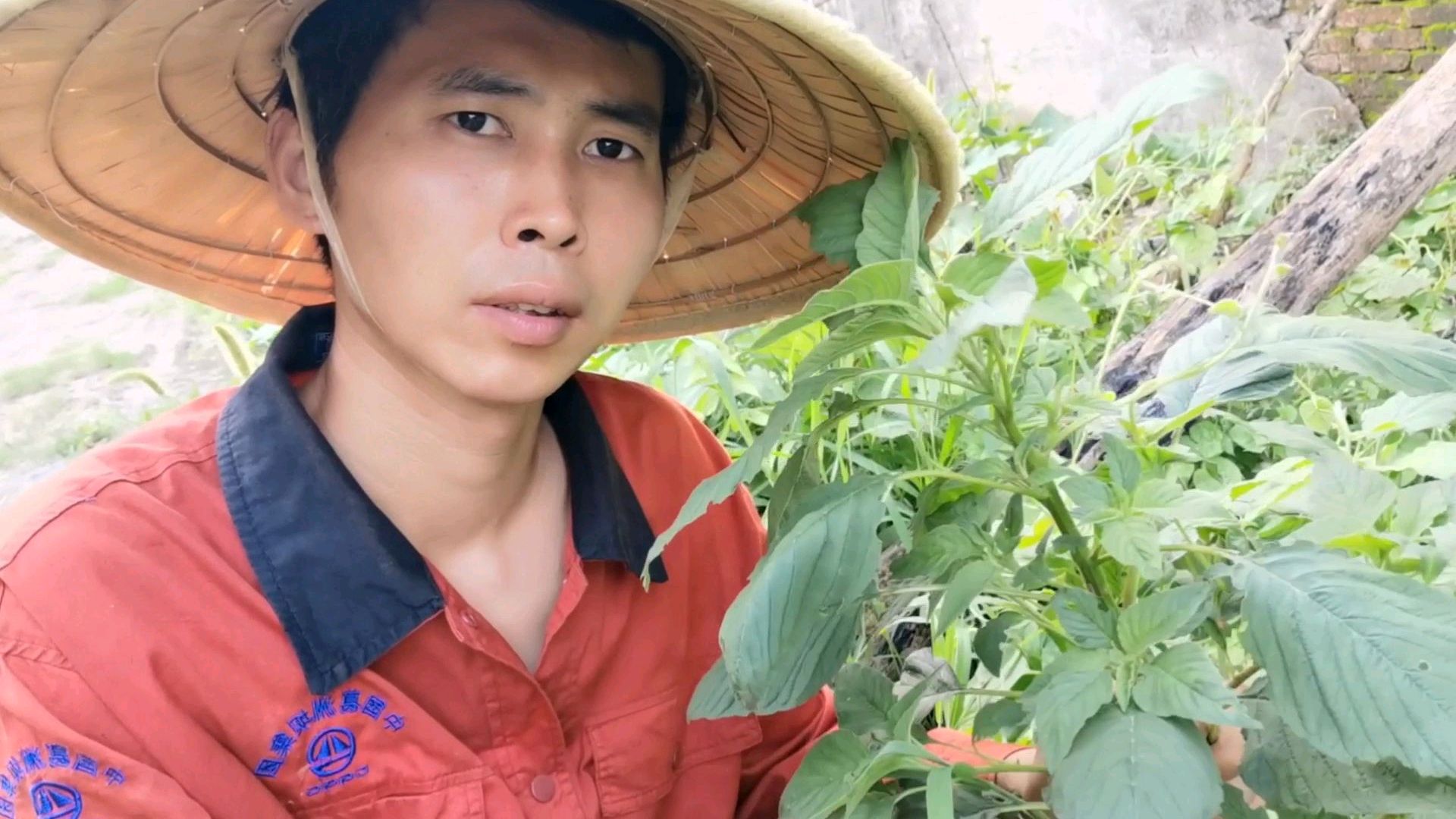 “野苋菜”一个普通的野菜具有“长寿菜”之称,生活中益处多多