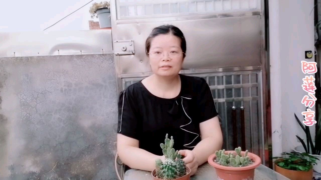 高温夏季扦插多肉植物黄毛掌,结果很惊喜