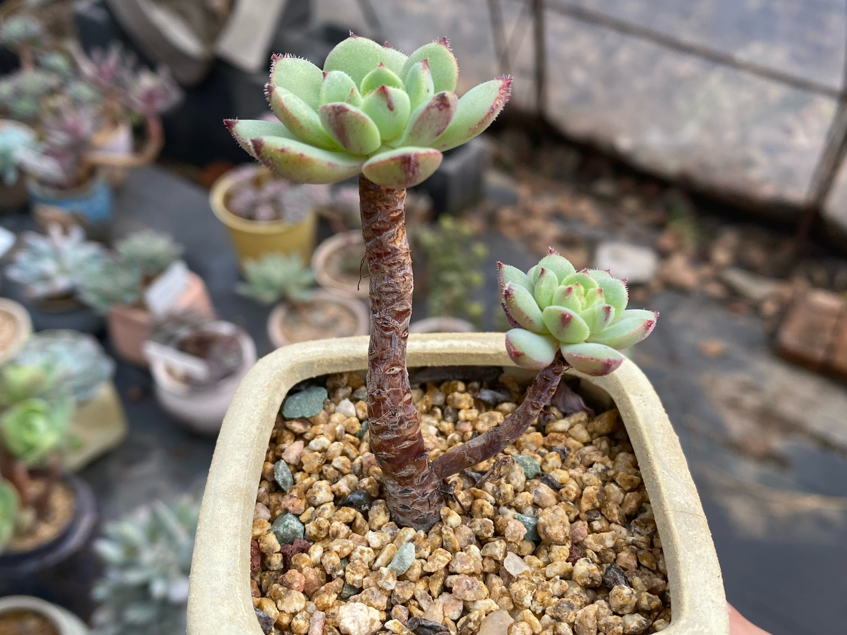 玫瑰莲,这造型有点意思～#多肉植物