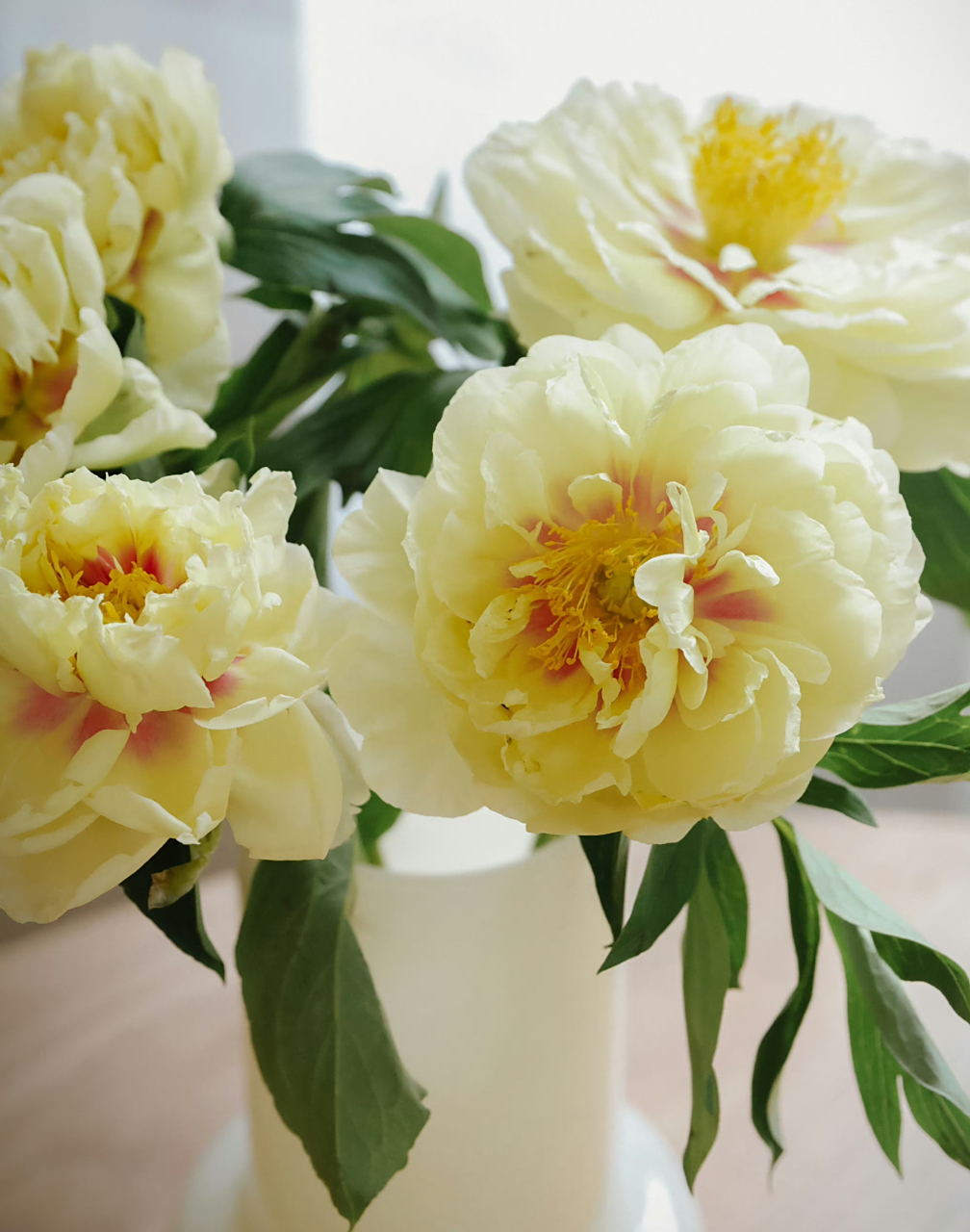 最美芍药季 【阳光洒下的光芒——芭茨拉芍药】 品种: 巴茨拉  花色