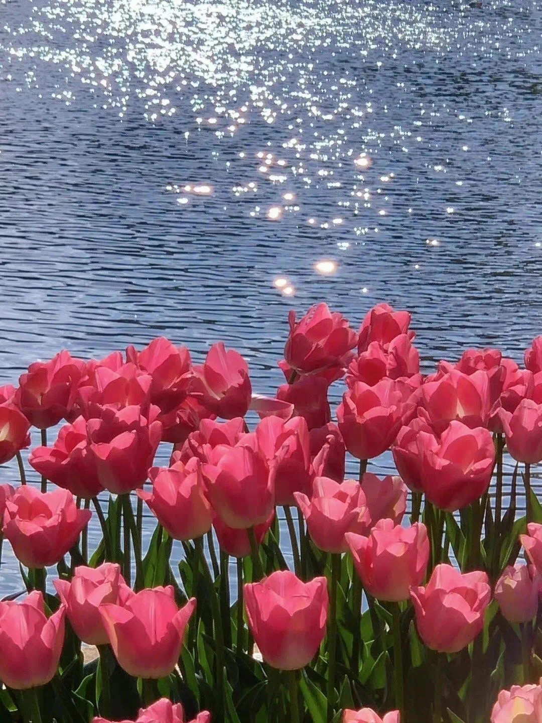 花朵微信背景图片