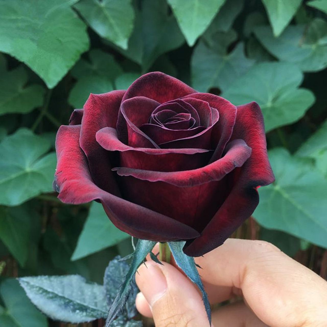 月季花中的神秘天使—"黑美人",作为一种黑色且难以生存的花朵,黑美人