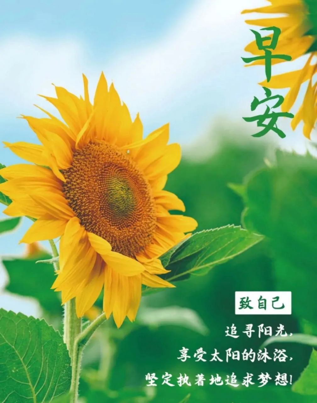 早安心语#   像向日葵一样,迎着太阳成长  风雨中依然坚持一个方 