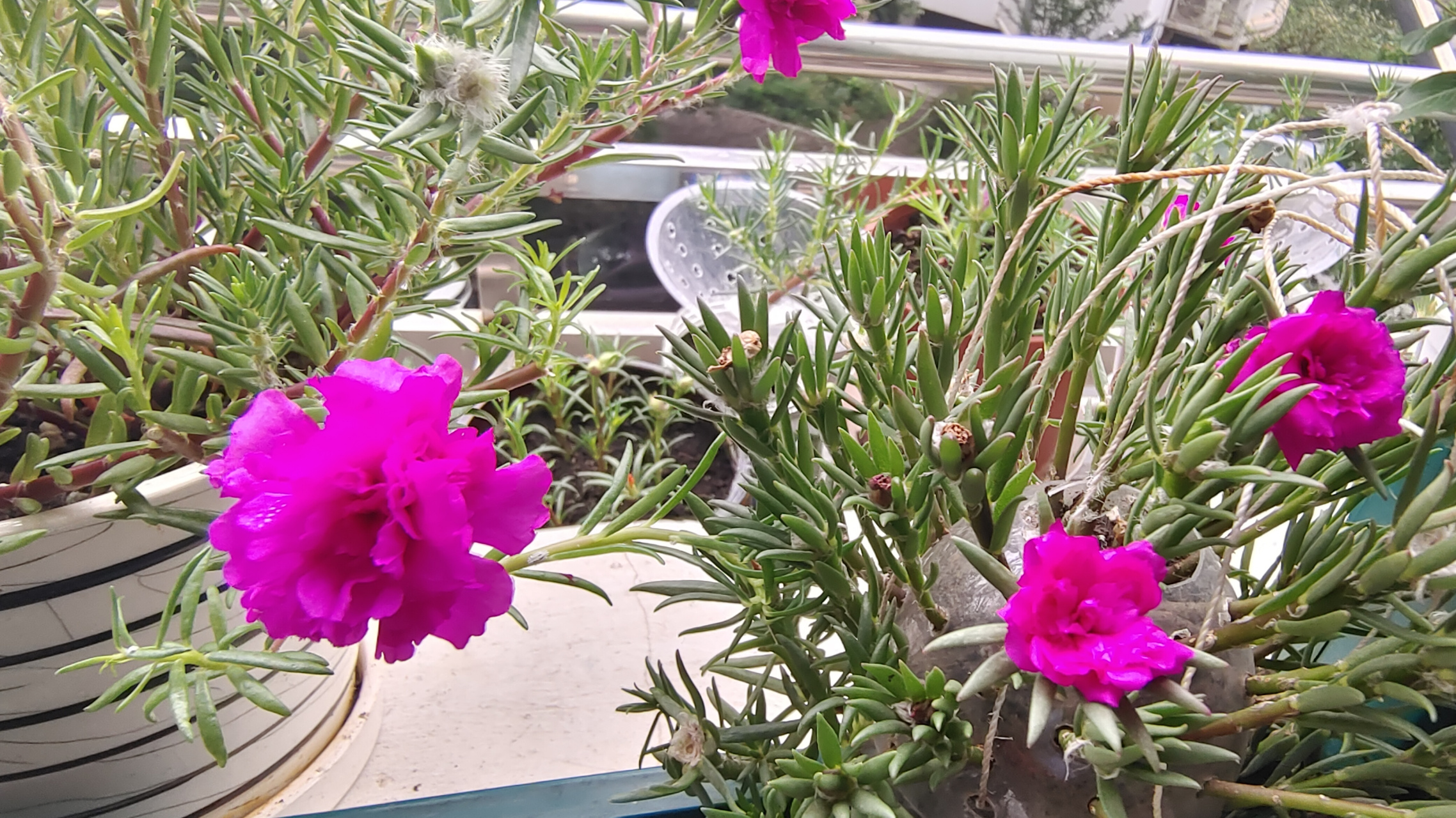 6月份做了个太阳花的花球, 花球用小矿泉水瓶做的, 比较小,现在问题来