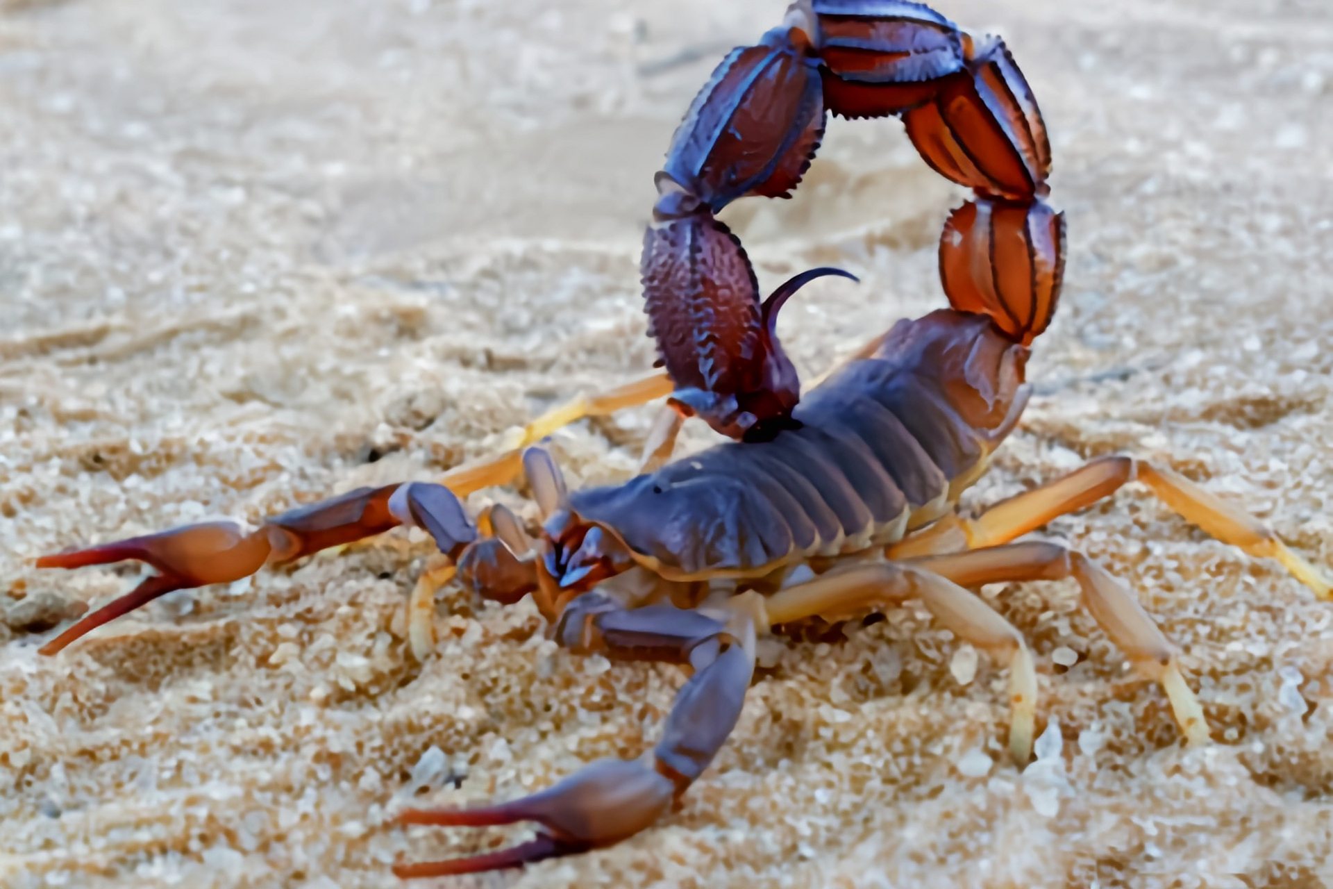 它是世界上最危险的蝎子,剧毒,被蛰后死亡率高达40%.