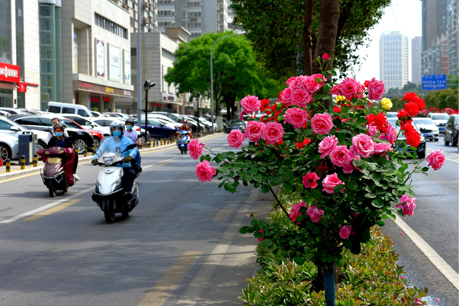 西安南二环月季花开红满街