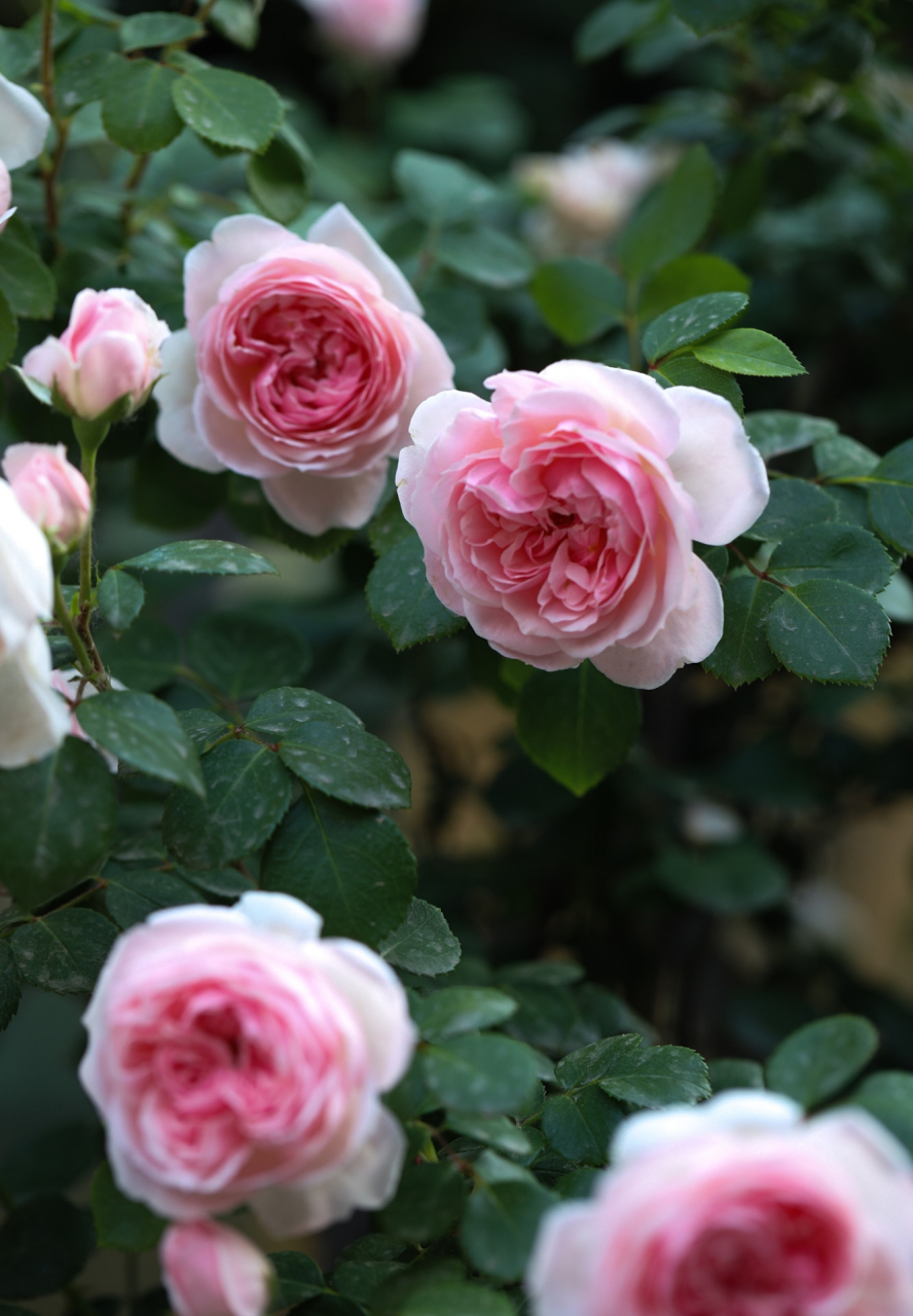 年种下的月季～娜荷马.