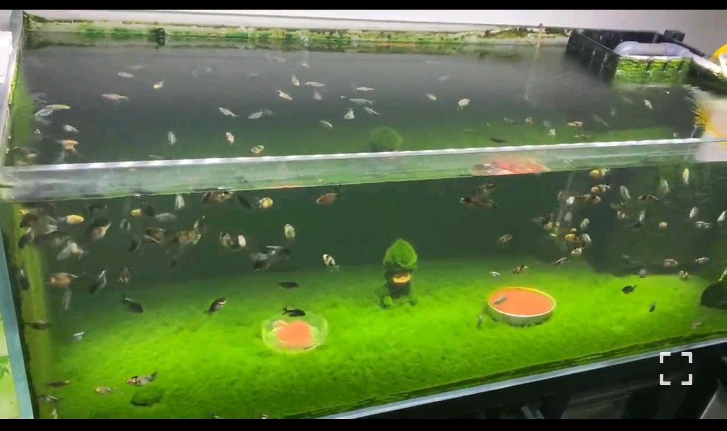 鱼友把自己的盆,缸里的绿苔养成了大草原,可你的还是褐藻加身