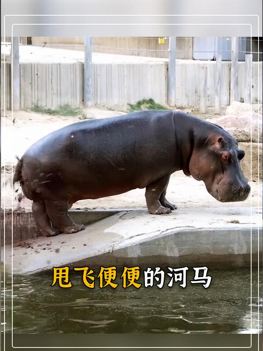 "造粪机器"河马,为啥拉屎要甩动尾巴?
