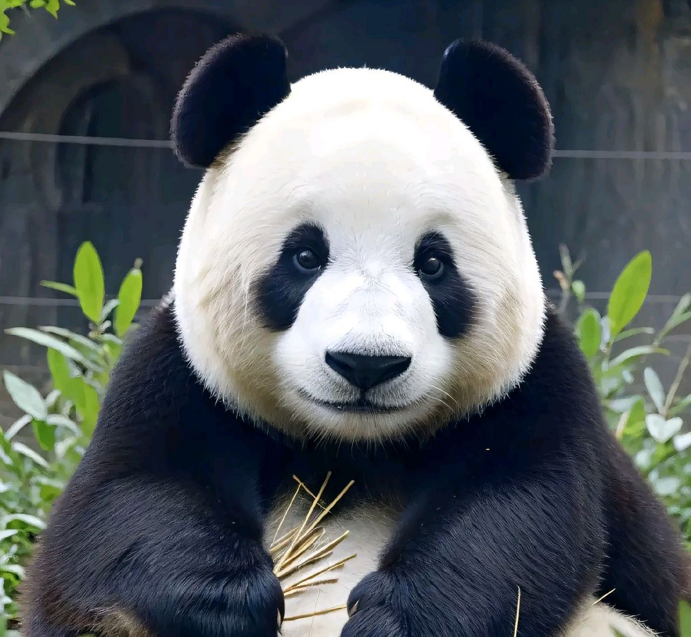 谁家小熊长这么好看,原来是我们的萌妹—飞云 能打败飞云的只有飞云小