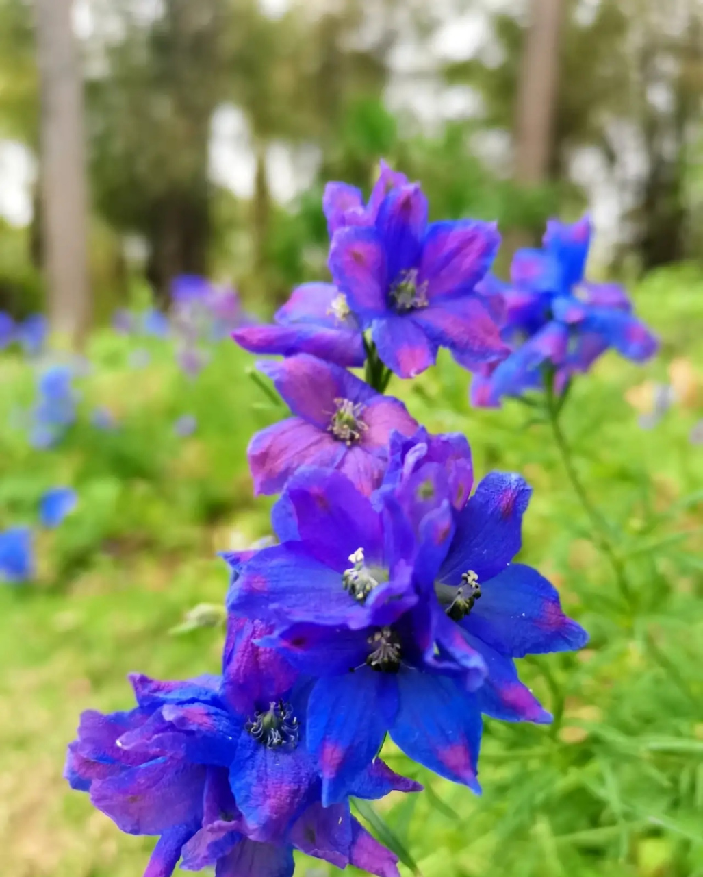 花葶翠雀花图片