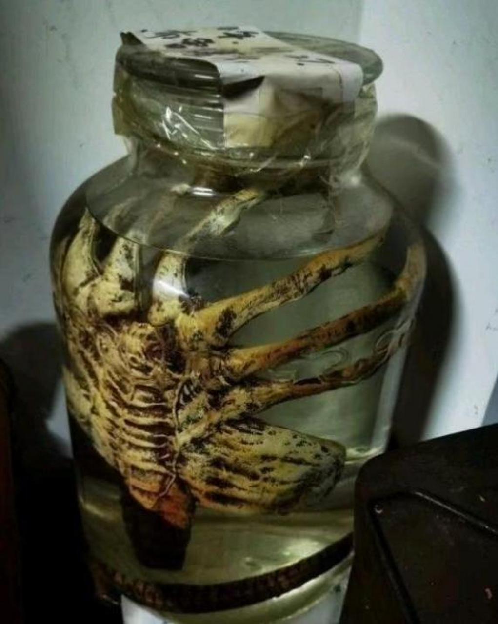 老婆给我泡的补酒,这不是想要我的命吗?