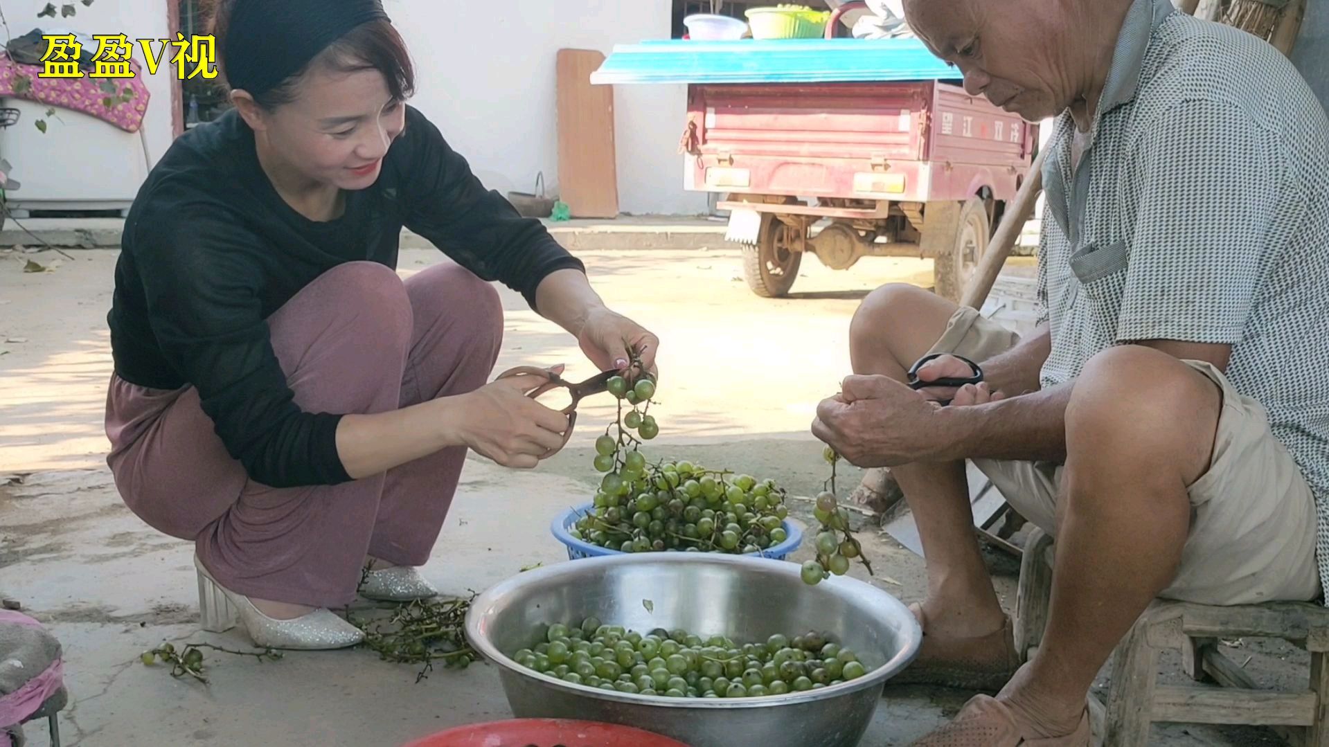 实拍农家制作葡萄酒,10斤葡萄3斤糖再加它,操作简单,喝着过瘾