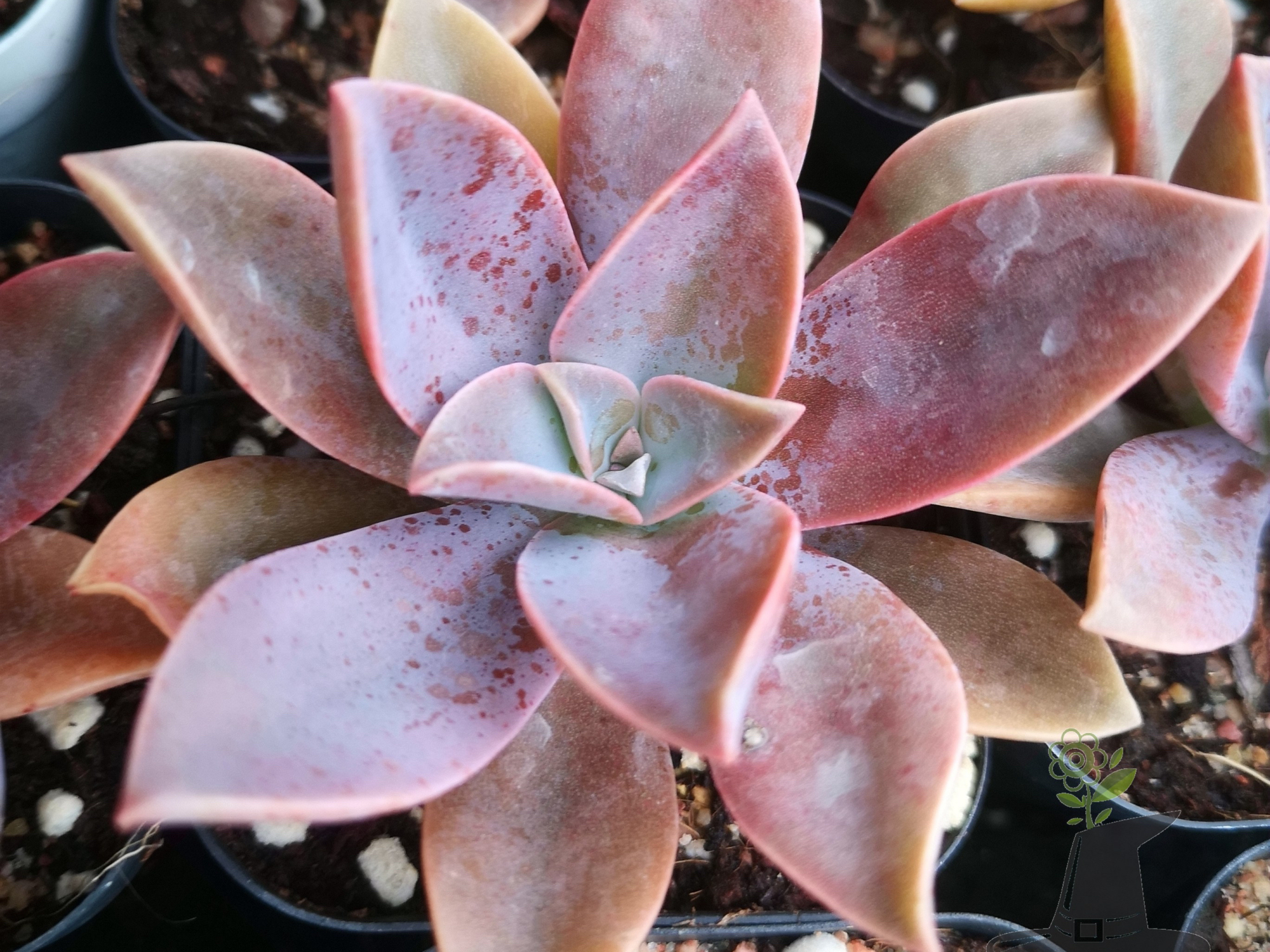 太妃糖,名字听起来就很甜的一款多肉,养出糖心的状态真的很漂亮