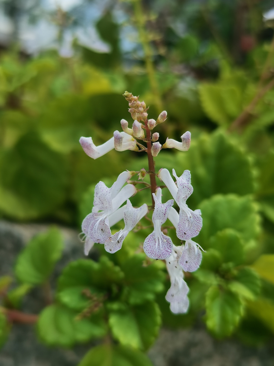 如意蔓(轮生香茶菜) 唇形科马刺花属多年生蔓性草本植物.