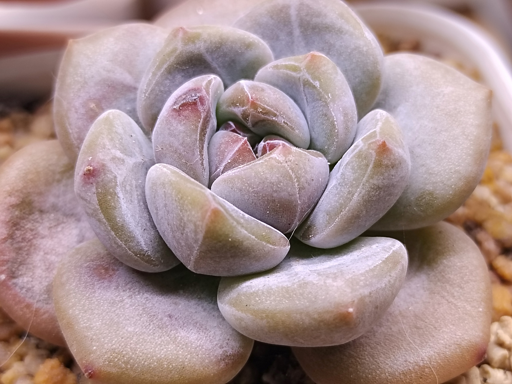 动态30天打卡挑战# 星影开始出石榴心了#多肉植物