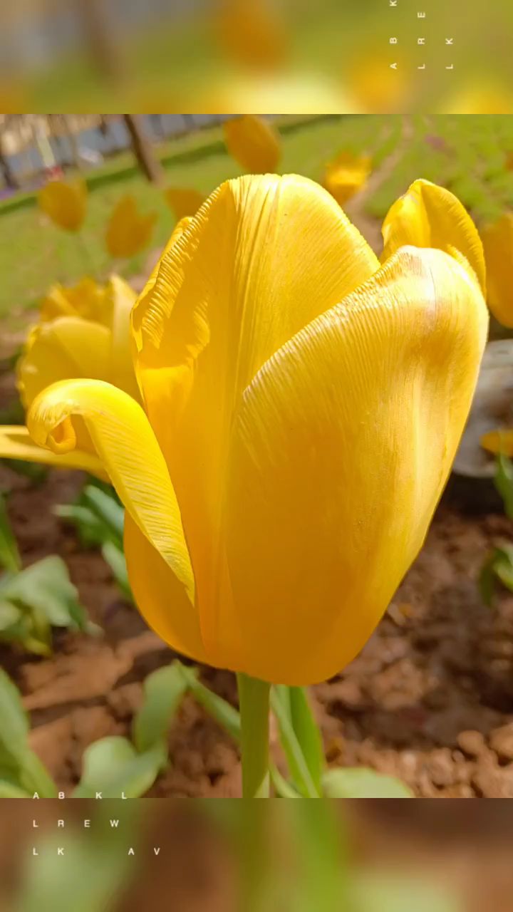 一朵美丽的金色郁金香