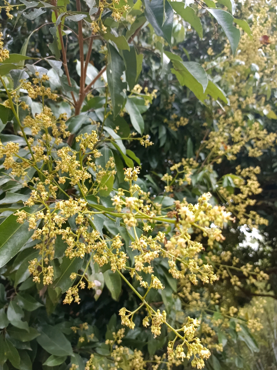 荔枝花像什么图片