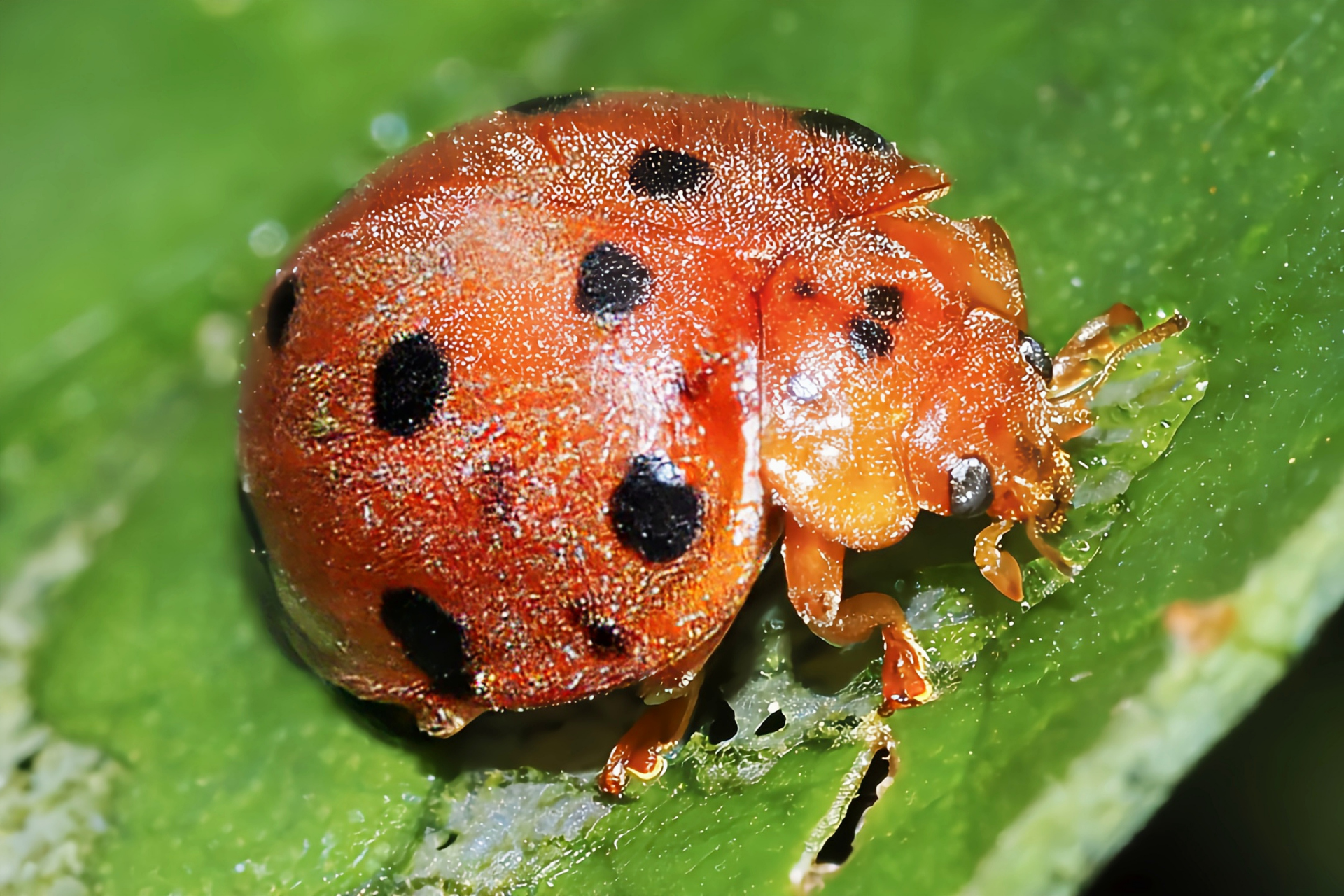 每天认识一种昆虫——茄十二星瓢虫 茄十二星瓢虫别名锯叶裂臀瓢虫,原