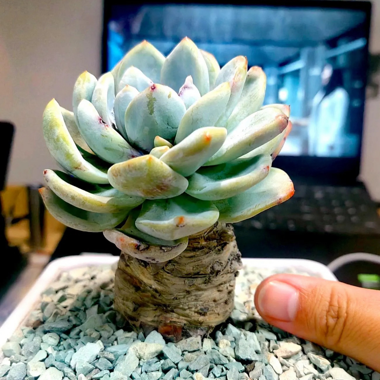 "大粗腿"的橙梦露老桩,还是很少见的