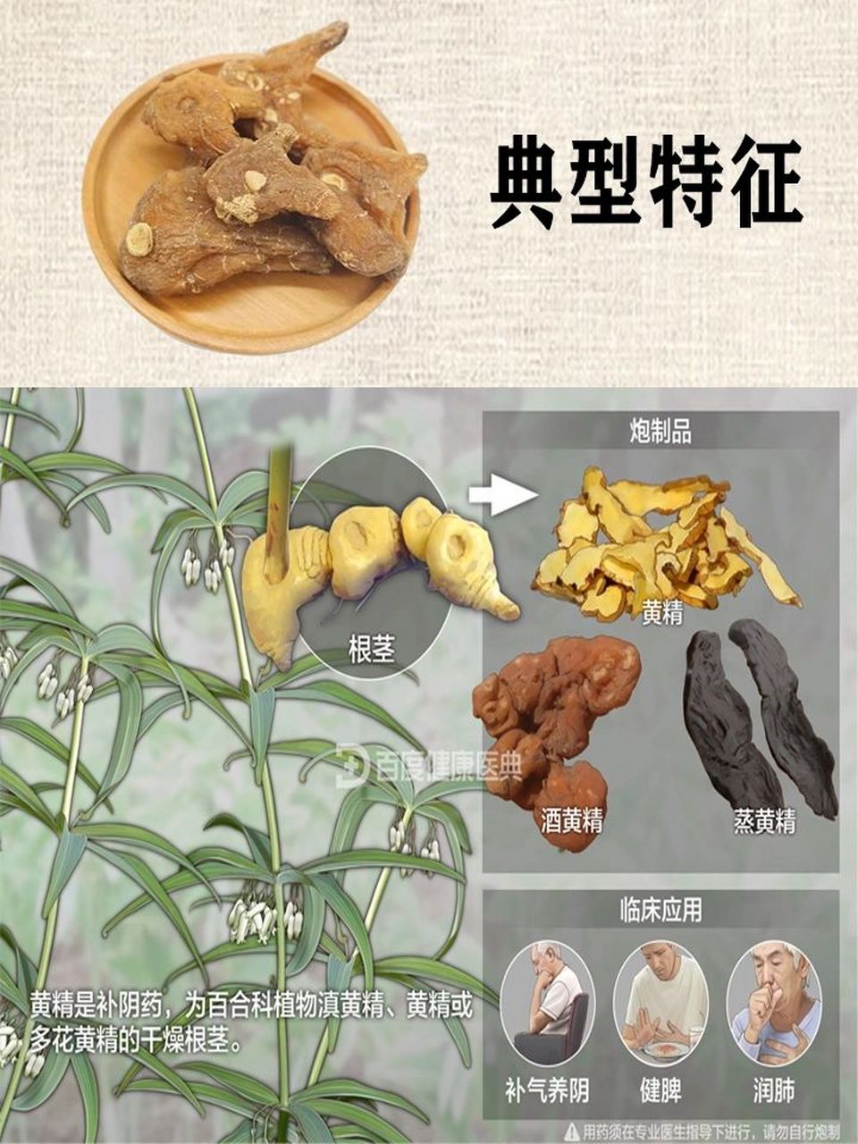 黄精的功效药用价值图片