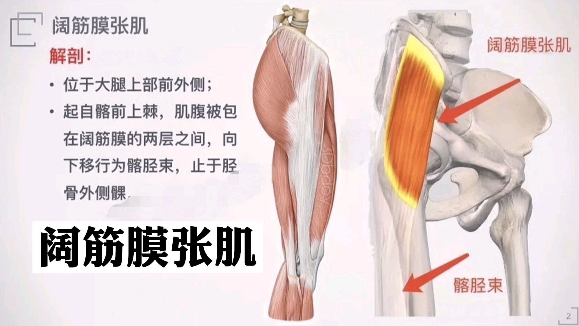 解剖分析“阔筋膜张肌”