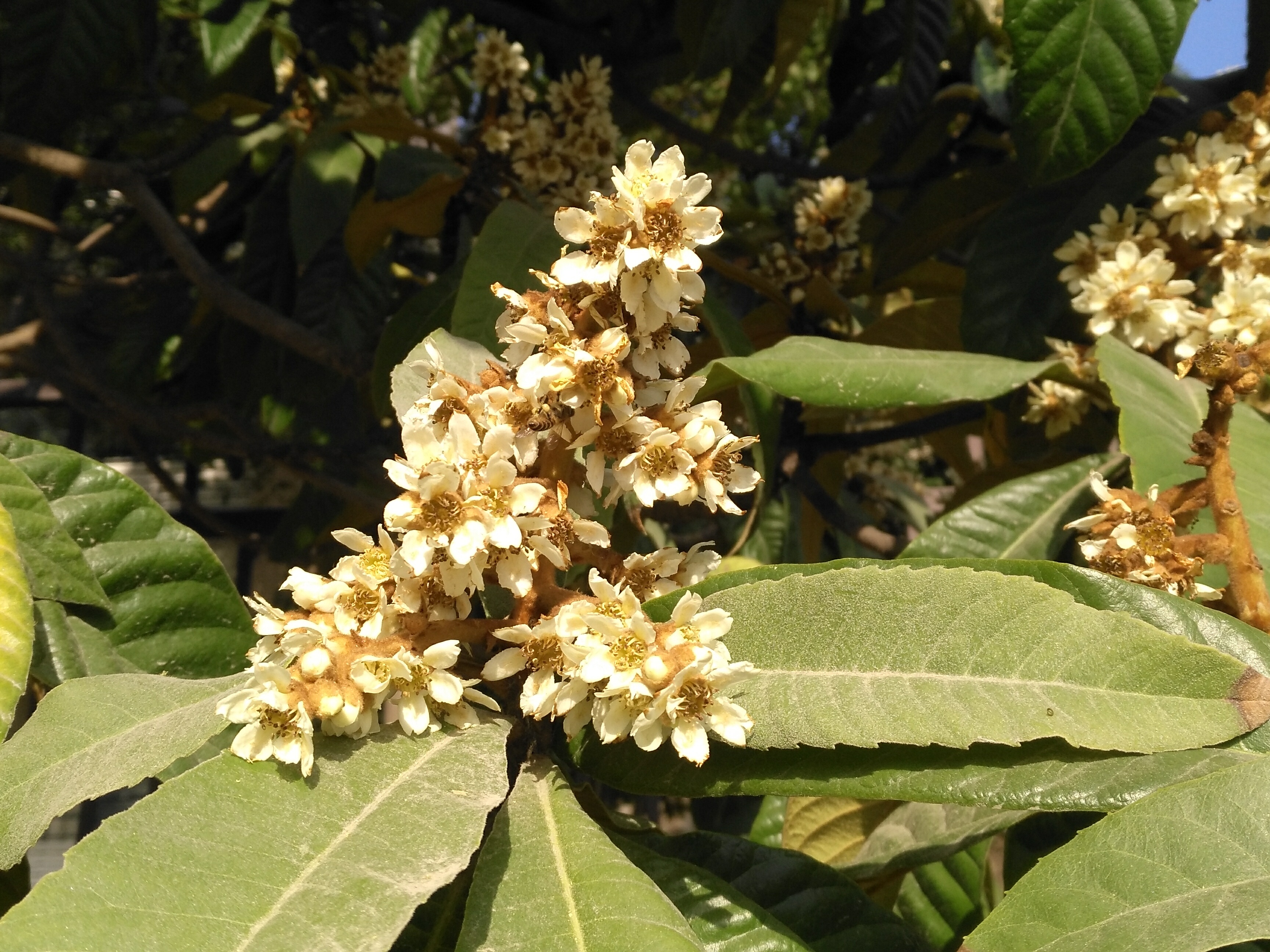 枇杷树,严冬开花结果,让人心生敬畏