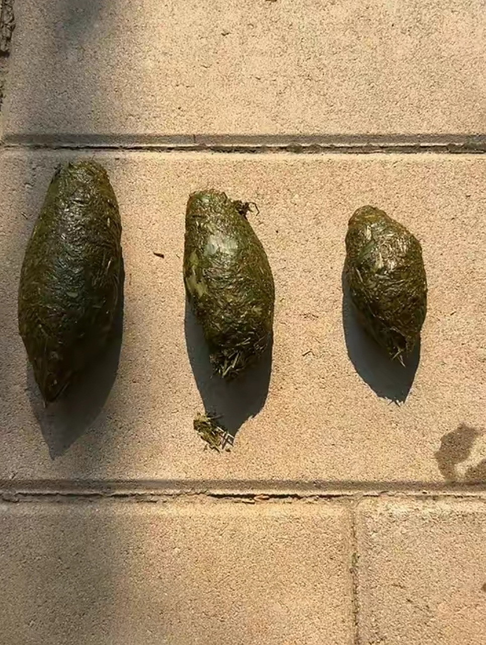 大熊猫青团[嘻嘻]#大熊猫