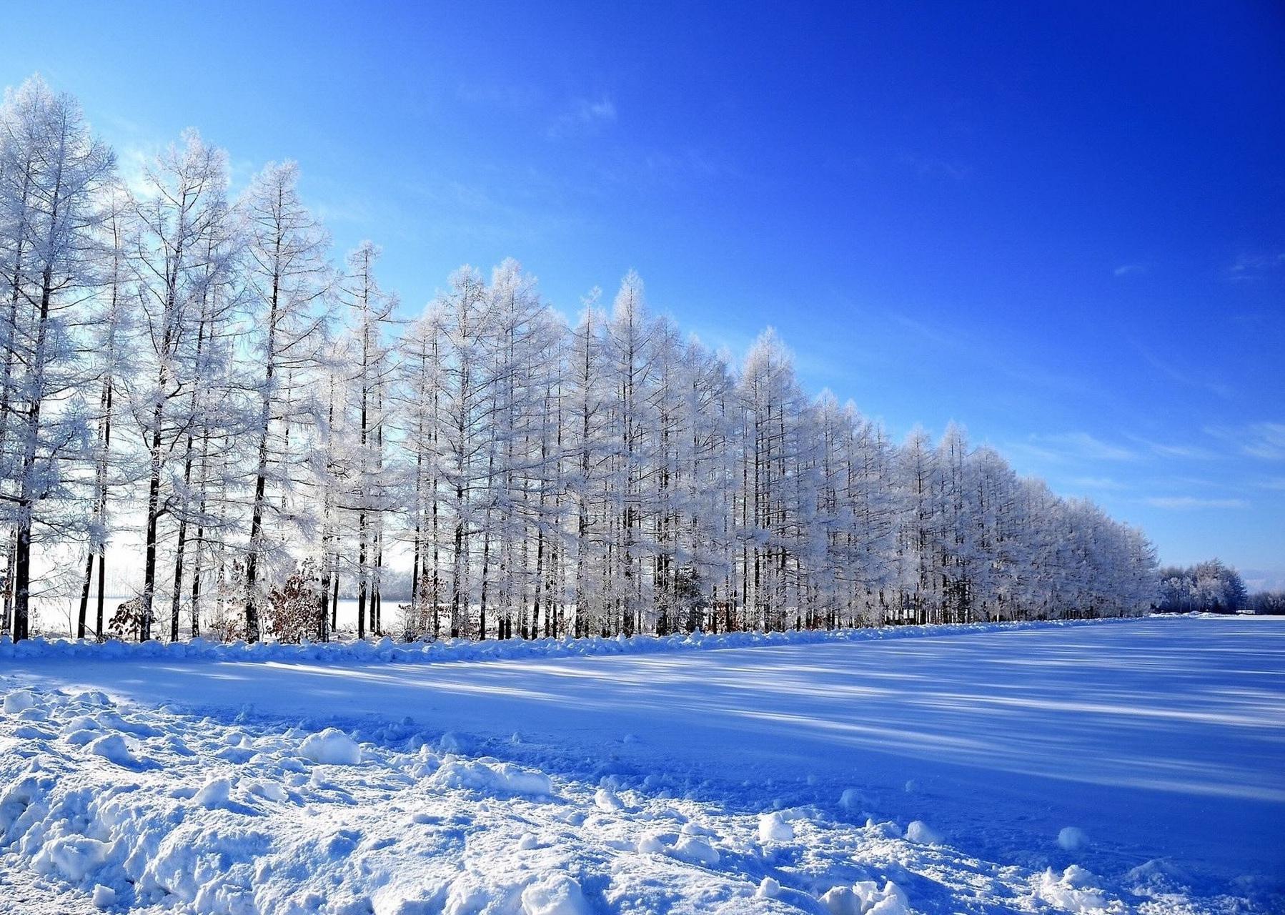 冬天的北国风光,  奇美的雪景,  映衬了冬天的美.