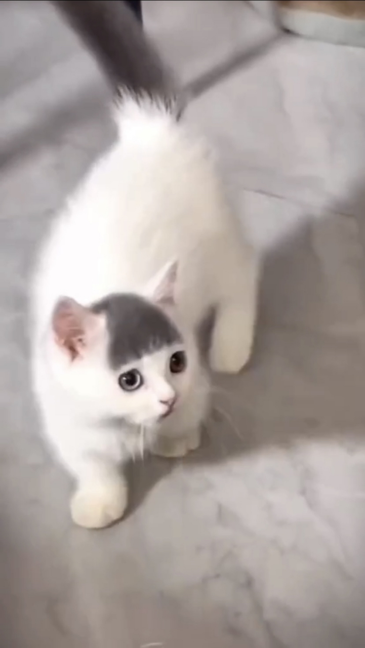 这猫咪的齐刘海怎么样?